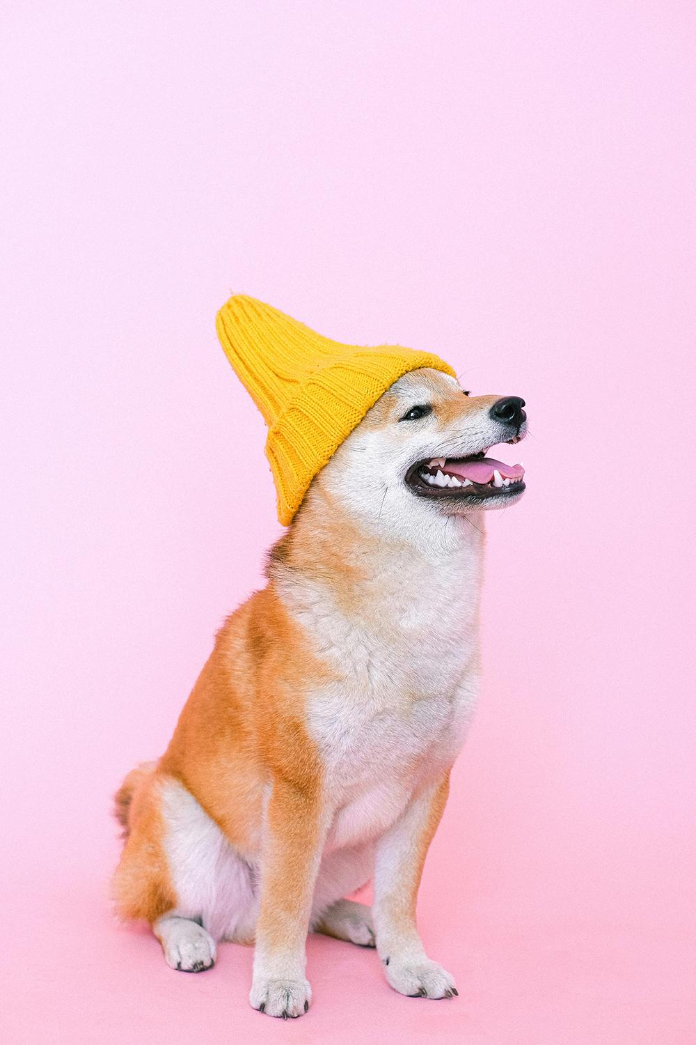 Ilustrační foto (Autorka: Anna Shvets - www.pexels.com)